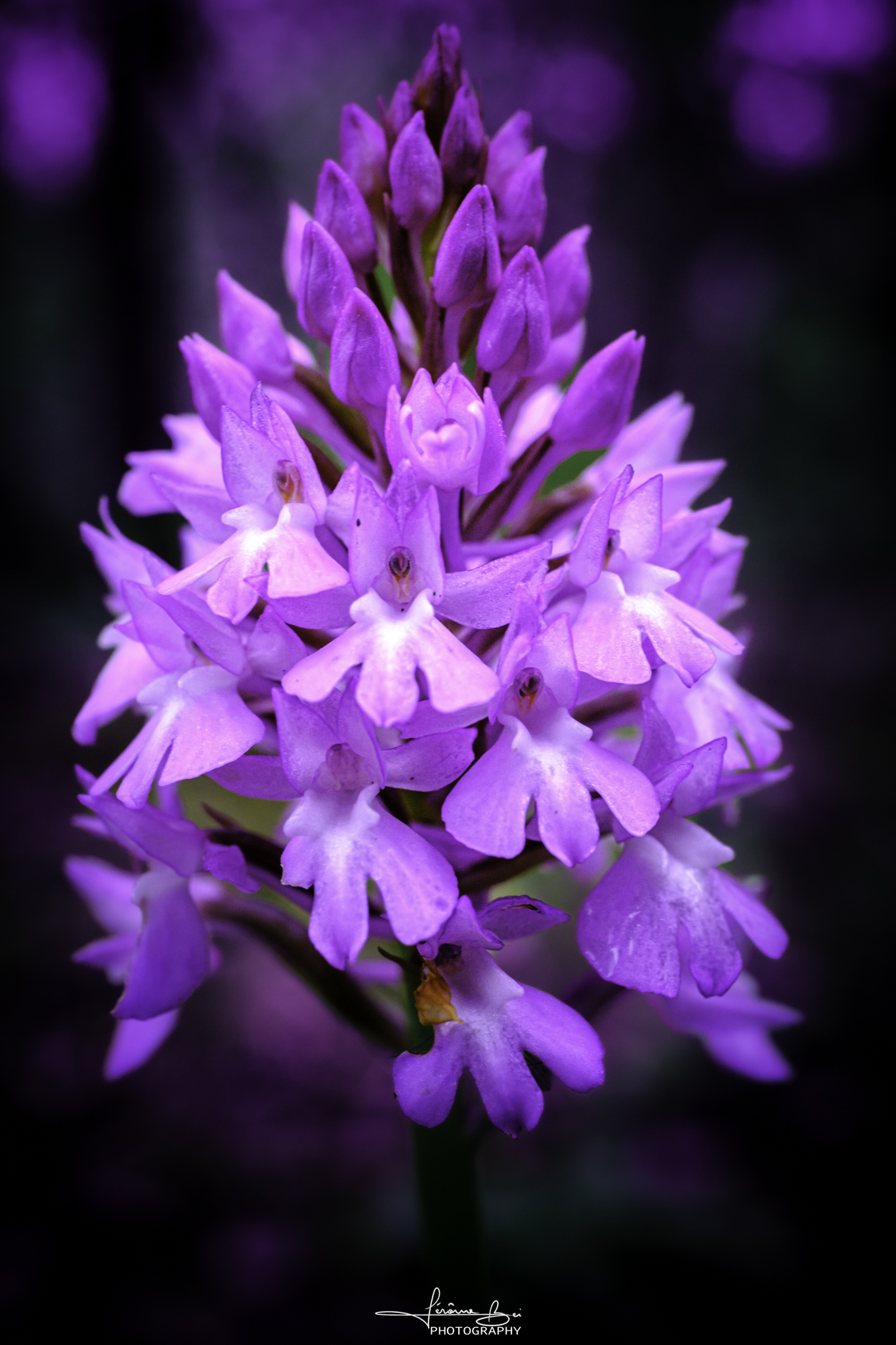 Flower Close-Ups image