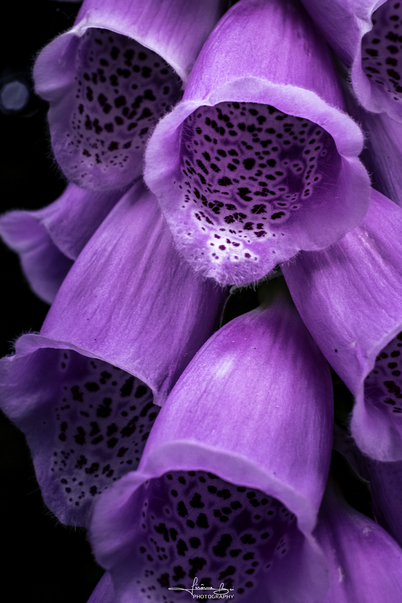 Flower Close-Ups image