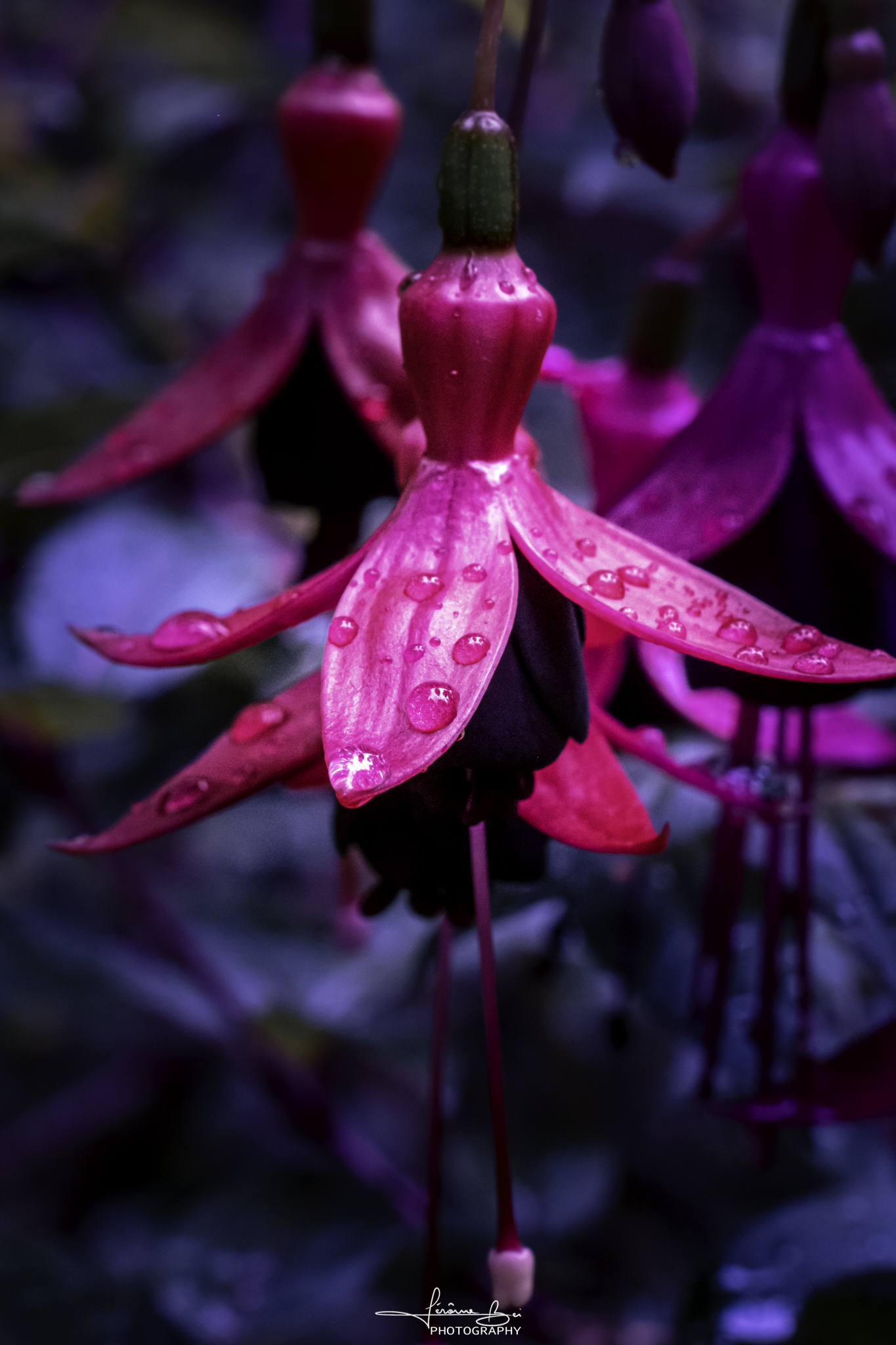 Flower Close-Ups image